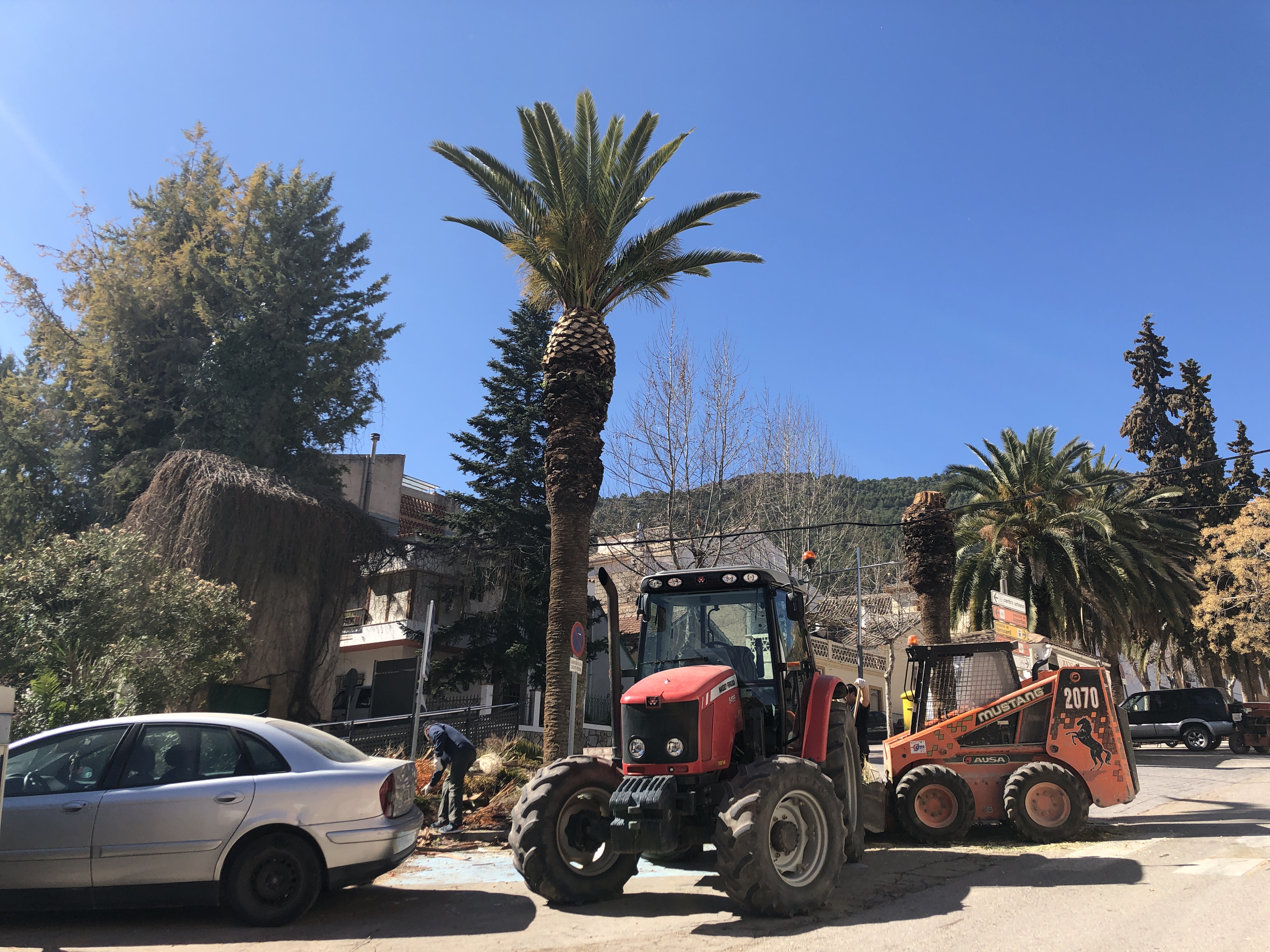 Las palmeras del municipio están recibiendo un nuevo tratamiento contra el ‘picudo rojo’